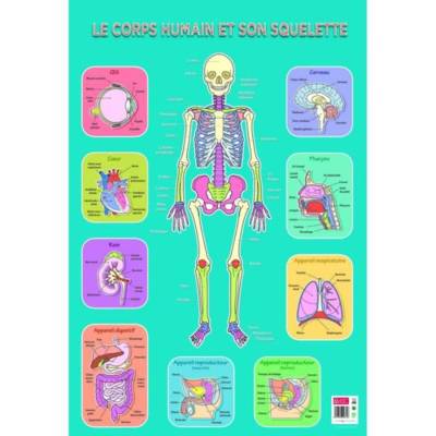 Poster pédagogique "Le corps humain et son squelette" 52 x 76 cm