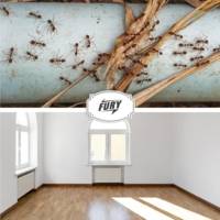 Pack de 4 Boites Appât Anti-Fourmis 0% Evaporation d'Insecticide - FURY